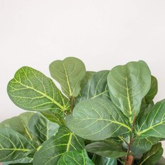7ft Fiddle Leaf Fig Artificial Tree