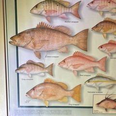 Sport fishing Florida’s Snapper Illustration Diane Rome Peebles 38Hx26W
