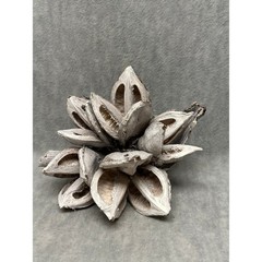 Dried Star Pods White Washed 10″ Natural Botanical Cluster Decor