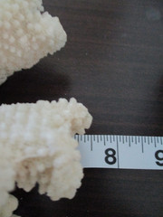 White Faux Coral Cauliflower Medium 4 x 7 In. Coastal Decor Contemporary Display