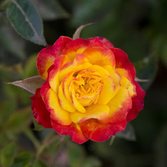 2.5 In. Sunblaze Rainbow Mini Rose Bush with Yellow-Orange-Red Flowers (3-Pack)