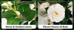 Artificial Camellia Tree 2 Pack, 42» Faux Camellia Plant in Pot with 24