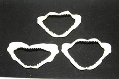 1-SMALL SHARK JAW,4″ -5″,Coastal Home Decor,Shark Collectors Gift, SS-393