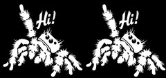 Jumping Spider «Hi!» Two PK 5″ Vinyl Decals Car Truck Window Door Laptop Tablet