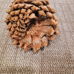 Large Natural Decorative Pinecone 9 Inch Rustic Woodland Home Decor art