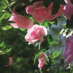 7.5 Ft Garland Wall Artificial Hanging Rose Flower Vine Deep Pink Wedding Decor
