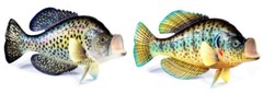 Hand Painted 15″ Crappie Standing Game Fish Replica Sculpture Figurine Statue 80