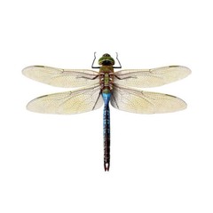 Blue Green Realistic Dragonfly Decal 6″ wingspan – Peel and Stick Indoor or Out