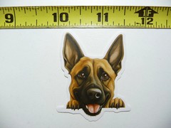 PEEKING BELGIAN MALINOIS SMALL STICKER DECAL PUPPY DOG PET LOVE PEEK A BOO