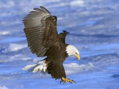 American National Bird & Symbol of Freedom The Bald Eagle Picture Poster Print
