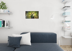 Tree Hugging Sunlight Through Branches of Tree Photo Art Print Poster 18×12