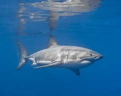Nature GREAT WHITE SHARK Glossy 16×20 Photo Ocean Print Wall Art Poster Animals