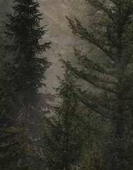 Misty Pine Tree Forest Landscape Wallpaper. Peel and Stick Wall Mural. Self Adhe