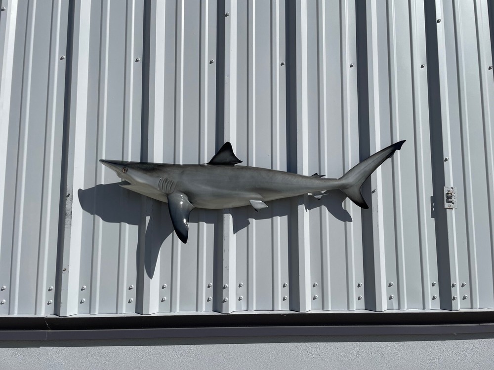 49″ Blacktip Shark Half Mount Shark Replica – Quick Production