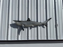 49″ Blacktip Shark Half Mount Shark Replica – Quick Production
