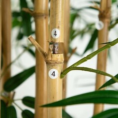 12’ Artificial Bamboo Tree with Natural Bamboo Trunks. Retail $629