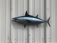 26″ Skipjack Tuna Half Mount Fish Replica – Quick Production