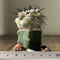 29-417 Copiapoa cinerea HR1032, La Quinta, Super Black Spines, dark body