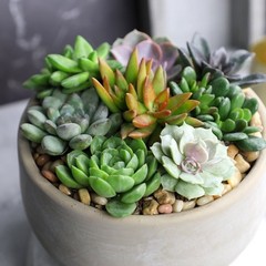 Multicolor Succulent Pack of 6 Live Indoor Plants Easy Care Home Decor New
