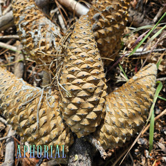 Whole Knobcone Pine Cone Pinus Attenuata Pinecones for Crafts Decorations Jewelr