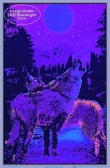 Timberwolves Flocked Blacklight Poster 23″ x 35″ Two Wolves Under Moonlight