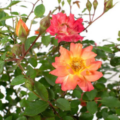 2.5 In. Rose Miniature Orange Honey with Orange Flowers (3-Pack)
