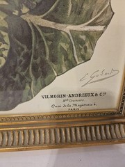 Vilmorin Andrieux: Very Large Cabbage. Framed( See Pictures) 23in × 28in