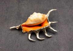 Silver-Plated Oranger Spider Seashell (1 Shell approx. 4+ inches)