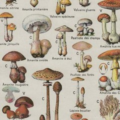 Vintage Mushroom Poster, Edible and Poisonous Mushroom Identification Chart 1910