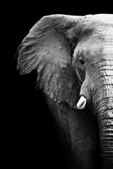Black and White Elephant Partial Monochrome Art African Elephant Wall Art Elepha