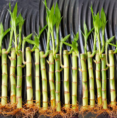 10 Lucky Bamboo Plants 6 inches with Gold Wire, Home Decor, Office Decor