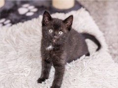 Black Kitten On White Rug Cute Cat Poster Print Paper OR Wall Vinyl