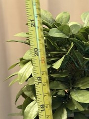 ❗️💢 2 —21’ Artificial Boxwood Topiary Trees Pair in Planters, Classic Decor
