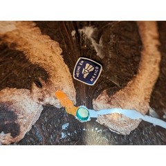 Handmade Mexican Sun Face Mask Folk Art Coconut Ribbon Decoration