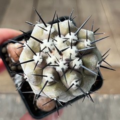 29-417 Copiapoa cinerea HR1032, La Quinta, Super Black Spines, dark body