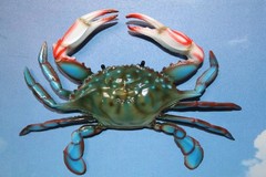 1-BLUE CRAB 10 Inch Wall Hanging,Life Like Specifics,Beach Decor,Gifts,CR-10