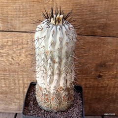 D5178 COPIAPOA CINEREA TALTAL pot12-H19-W8 cm MaMa Cactus