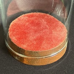 Vintage Miniature Glass Display Dome Cloche with Velvet Wood Pedestal Base 5″