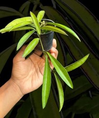 Hoya Wayetii Live Plant Rare Trailing Wax Plant Easy Care Grow In Pot