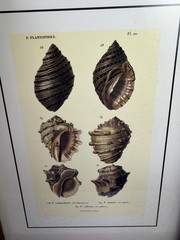 Pair Framed Seashell Botanical Prints Coastal Nautical Wall Art 12×15