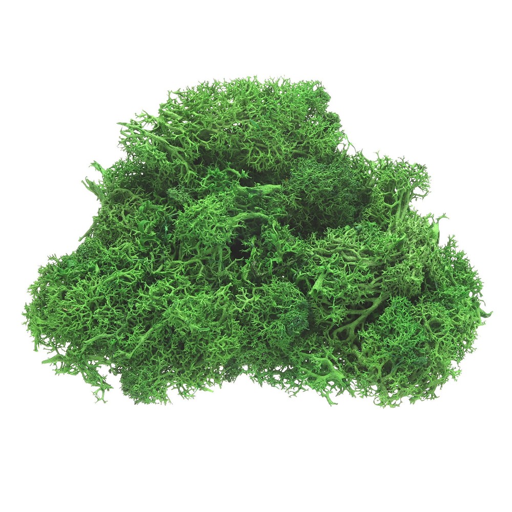 1 x Preserved Reindeer Moss 4 OZ Fake Moss for Crafts Green