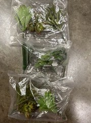 NEW 9 Pc Artificial Faux Succulent Indoor Home Plant Picks Decor Green (varies)