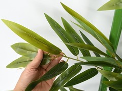 5ft Artificial Bamboo Tree 10 Pack, Fake Bamboo Plant Trees Indoor Outdoor