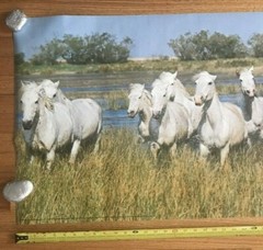 1979 Verkerke White Horses In The Camargue Large Original Poster 62.5″X 21″ #2