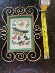 Decorative Butterfly Wall Art Scrollwork Frame Vintage Style Entomology Print 10