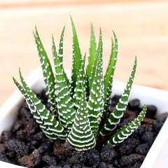 Rare Succulent Plants | Live House Plants for Home Office and Garden Decor