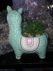 Llama Ceramic Vase W/Faux Succulent In Pebbles. 6 Inches High Including Plant