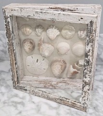 Handmade Florida Gulf Coast Seashell Shadow Box 8×8 Beach Coastal Decor Wall Art