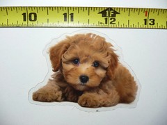 TOY POODLE DOG SMALL STICKER DECAL PET COLORFUL BEST FRIEND FUNNY