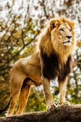 Wild Lion Dangerous Nature Big Animals Painting Print Wall Art – POSTER 20×30